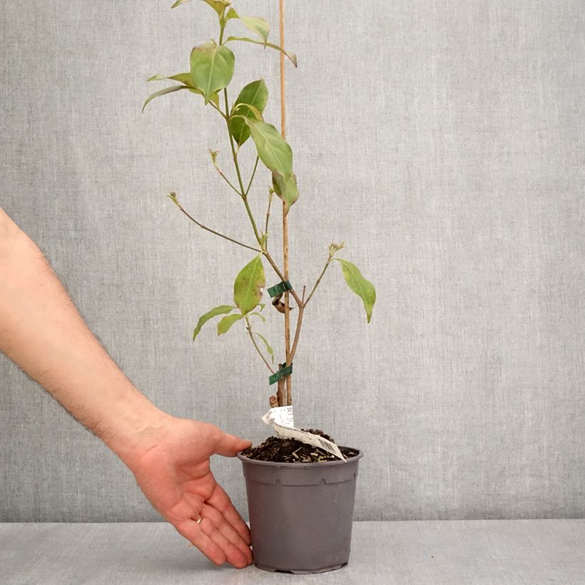 Esimerkki keväällä toimitetusta Kanukka Parc de Haute Bretagne Pot de 1L/1,5L-taimesta