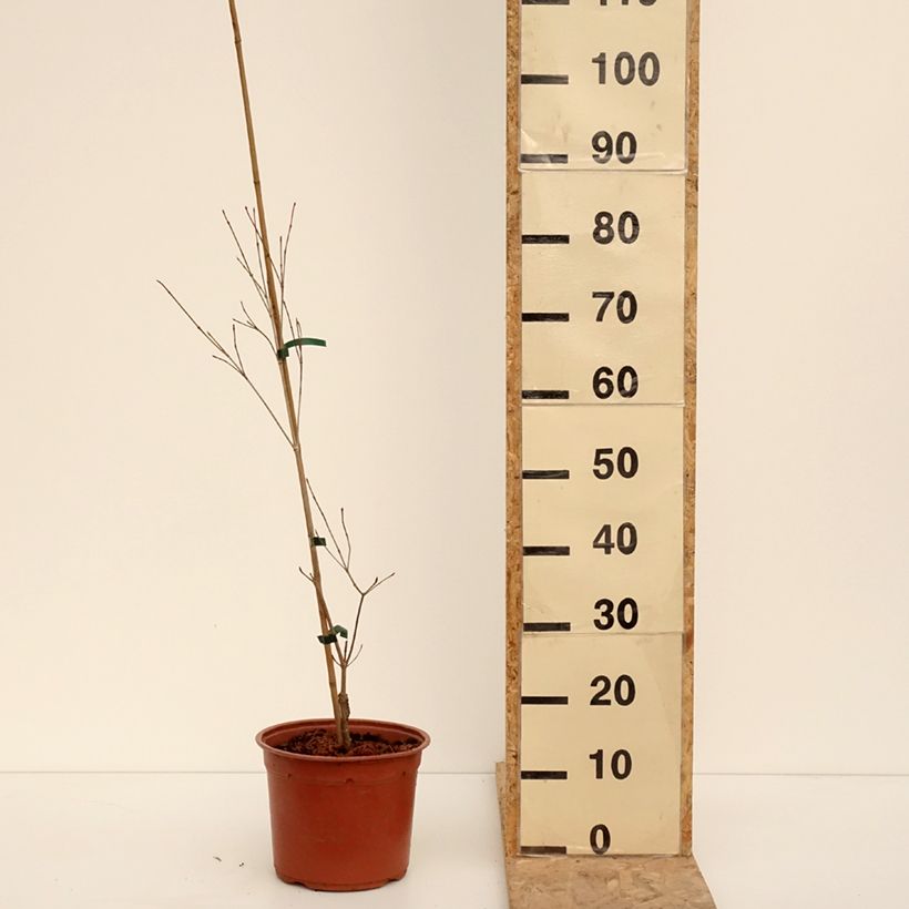 Esimerkki talvella toimitetusta Cornus kousa Beni-fuji - Cornouiller du Japon Pot de 6L/7L-taimesta