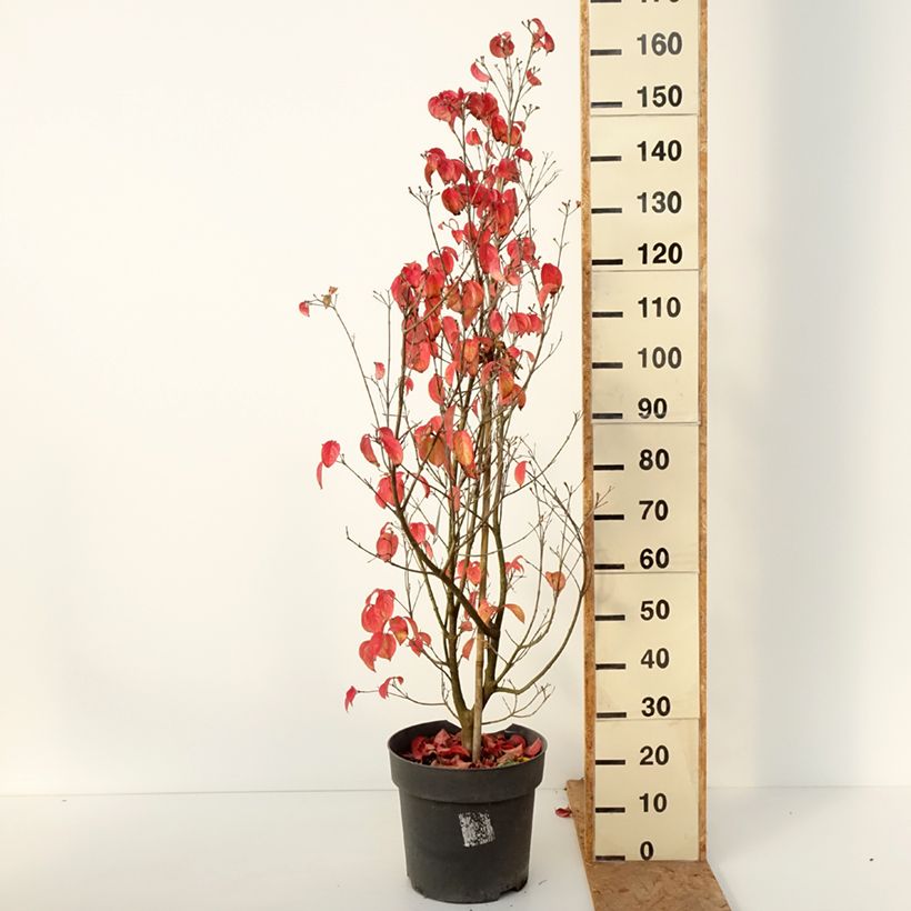 Esimerkki syksyllä toimitetusta Liljakanukka Blooming Merry Tetra 7,5 litran / 10 litran ruukku-taimesta