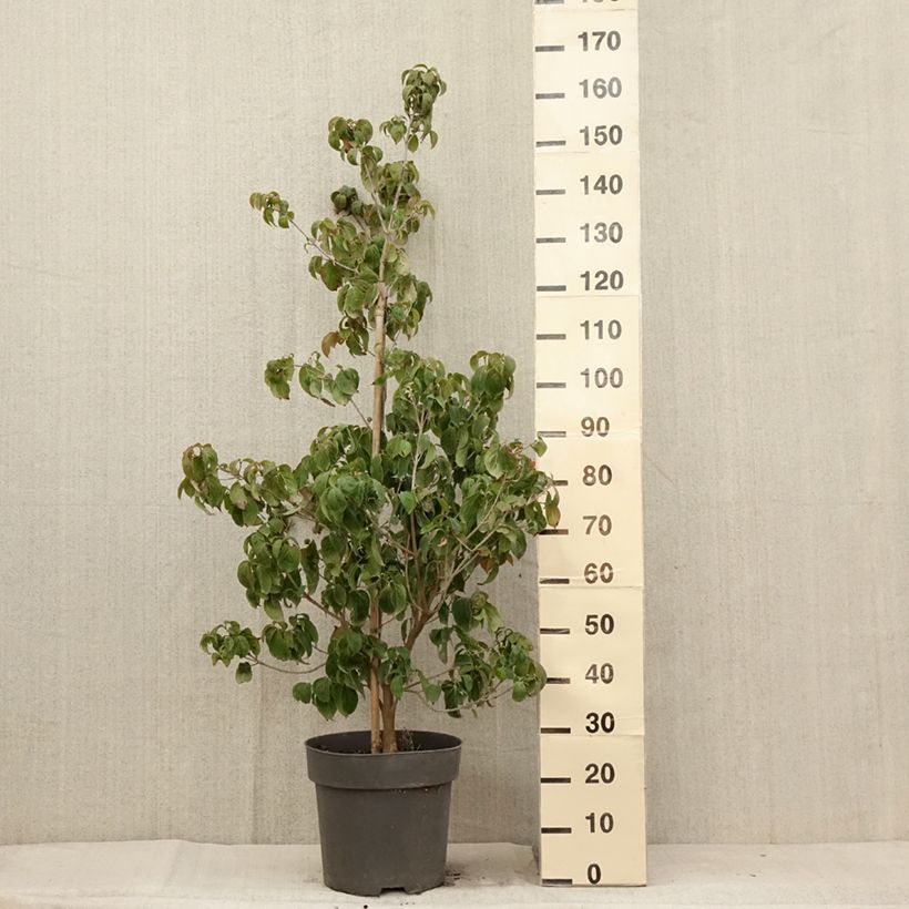 Esimerkki kesällä toimitetusta Cornus kousa Blooming Merry Tetra - Cornouiller hybride Pot de 7,5L/10L-taimesta