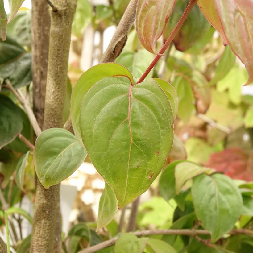 Liljakanukka Blooming Pink Tetra (Lehvistö)