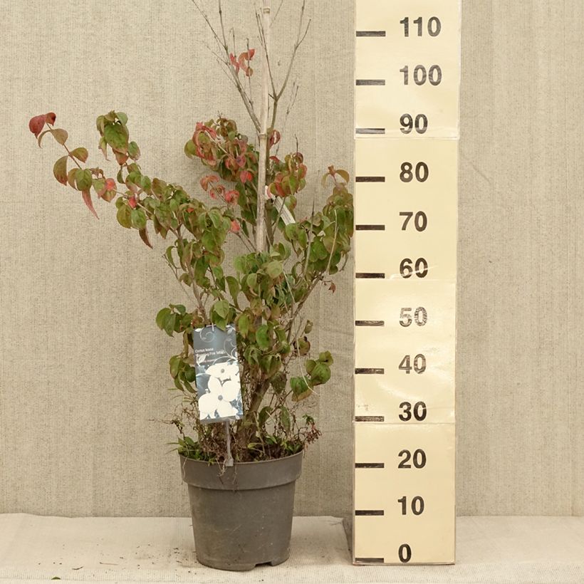 Esimerkki syksyllä toimitetusta Cornus kousa Blooming Pink Tetra - Cornouiller hybride Pot de 7,5L/10L-taimesta