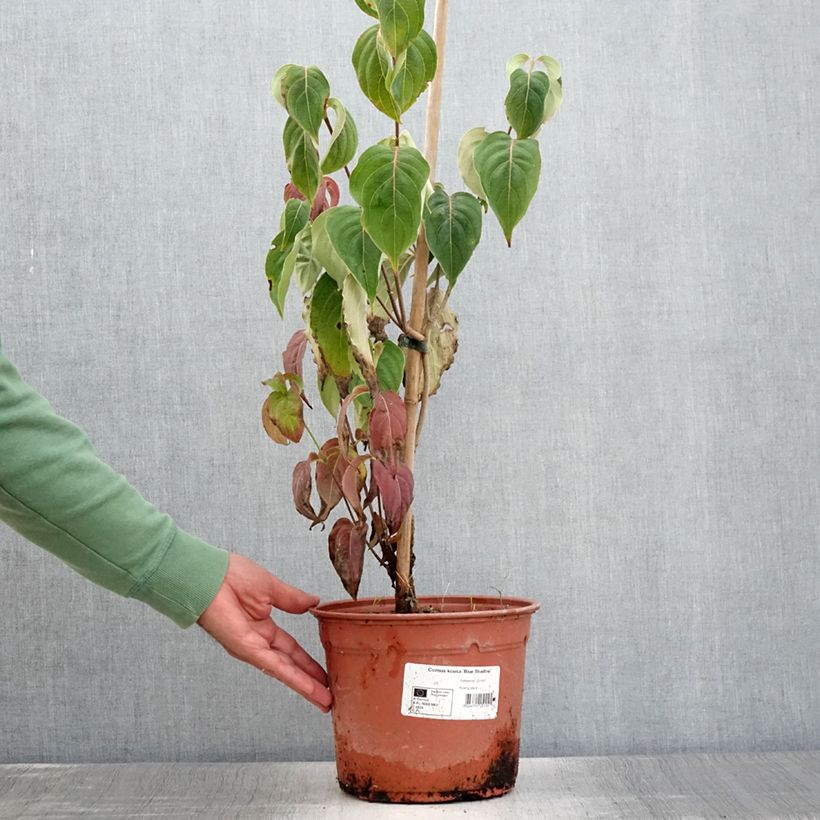 Esimerkki kesällä toimitetusta Cornus kousa Blue Shadow - Cornouiller du Japon Pot de 4L/5L-taimesta