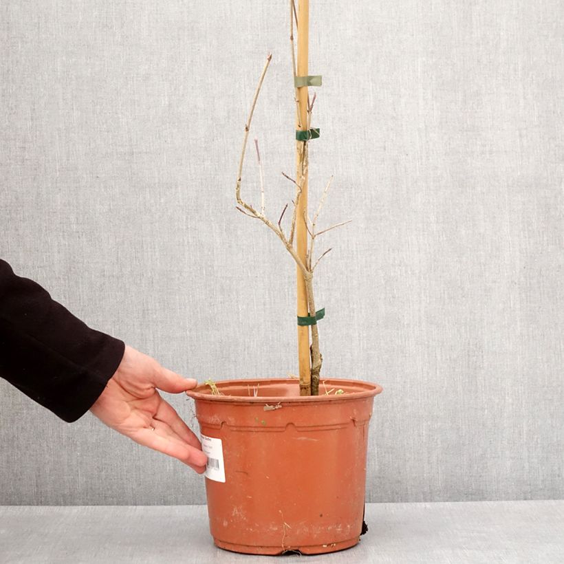 Esimerkki talvella toimitetusta Liljakanukka Bonfire Pot de 4L/5L-taimesta