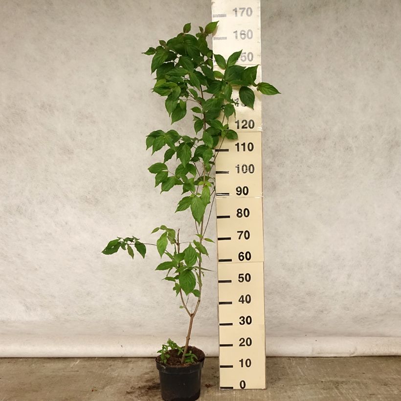 Esimerkki kesällä toimitetusta Liljakanukka Chinensis Ruukku 3L / 4L-taimesta