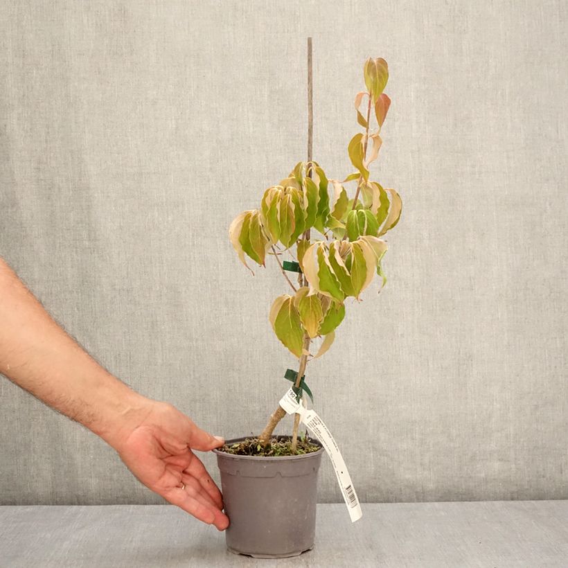 Esimerkki kesällä toimitetusta Liljakanukka Flower Tower Pot de 1L/1,5L-taimesta