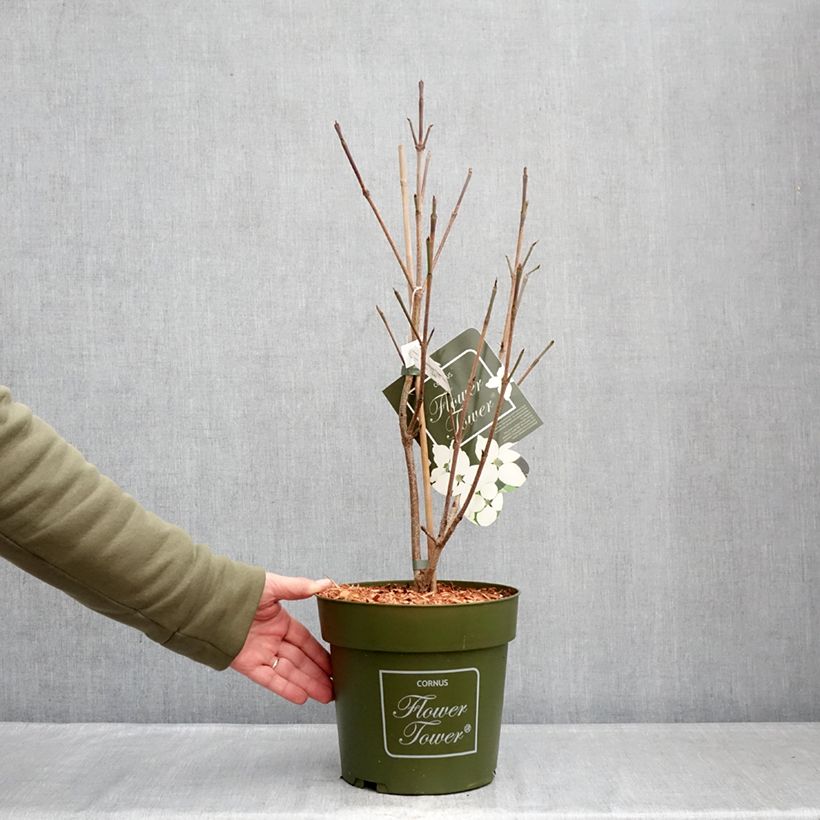 Esimerkki talvella toimitetusta Liljakanukka Flower Tower Pot de 4L/5L-taimesta