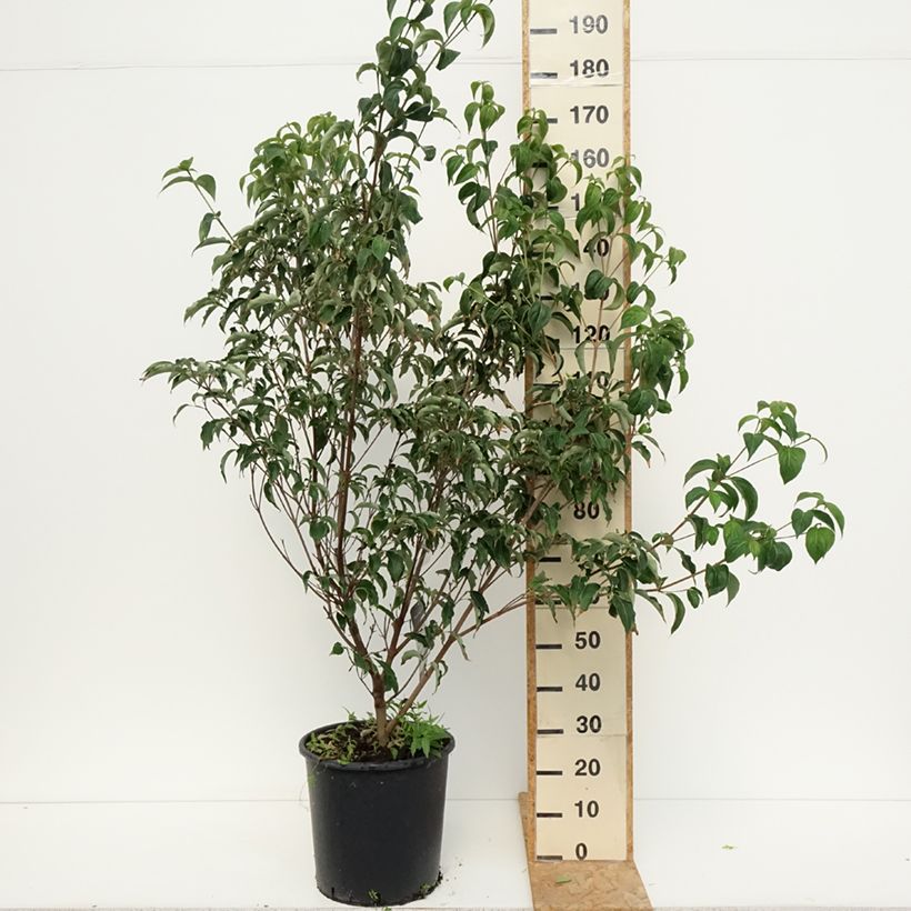 Esimerkki kesällä toimitetusta Liljakanukka Robert's Select Pot de 20L/25L-taimesta