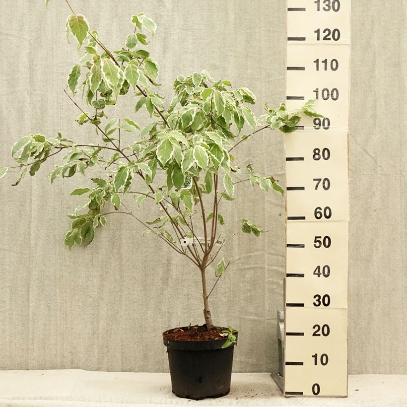 Esimerkki kesällä toimitetusta Liljakanukka Samaritan Pot de 4L/5L-taimesta