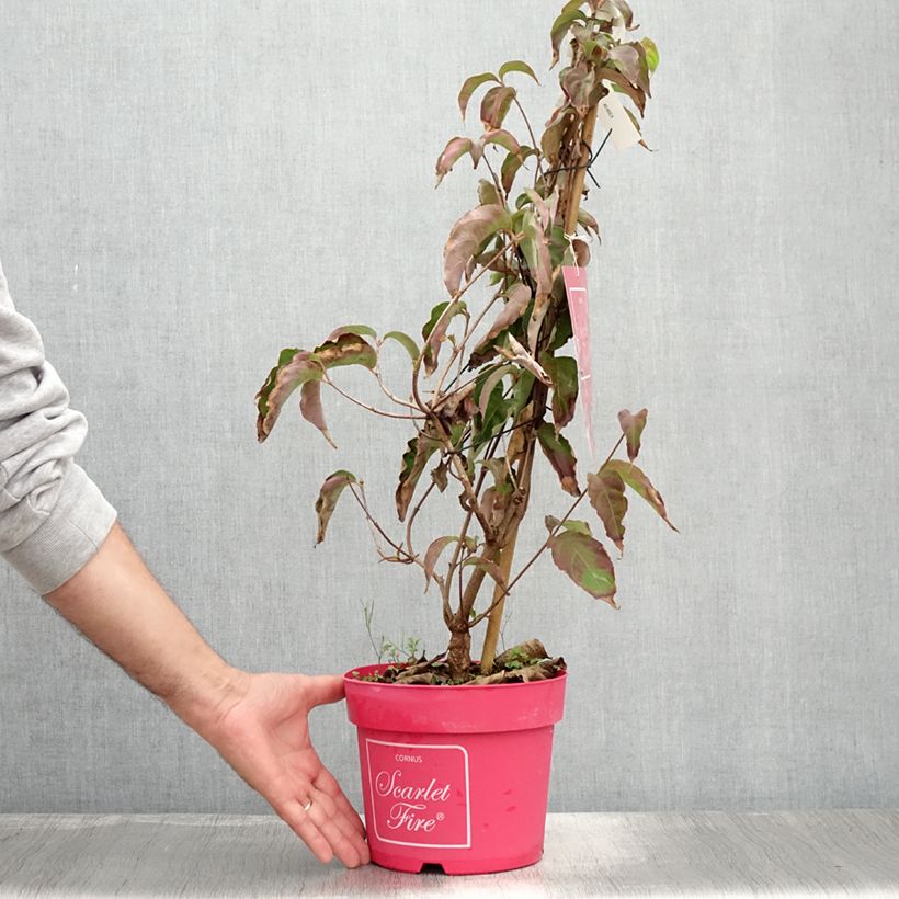 Esimerkki kesällä toimitetusta Liljakanukka Scarlet Fire Pot de 4L/5L-taimesta