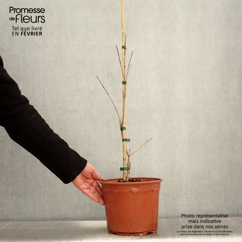 Esimerkki talvella toimitetusta Cornus kousa Shira-yuki - Cornouiller du Japon Pot de 4L/5L-taimesta