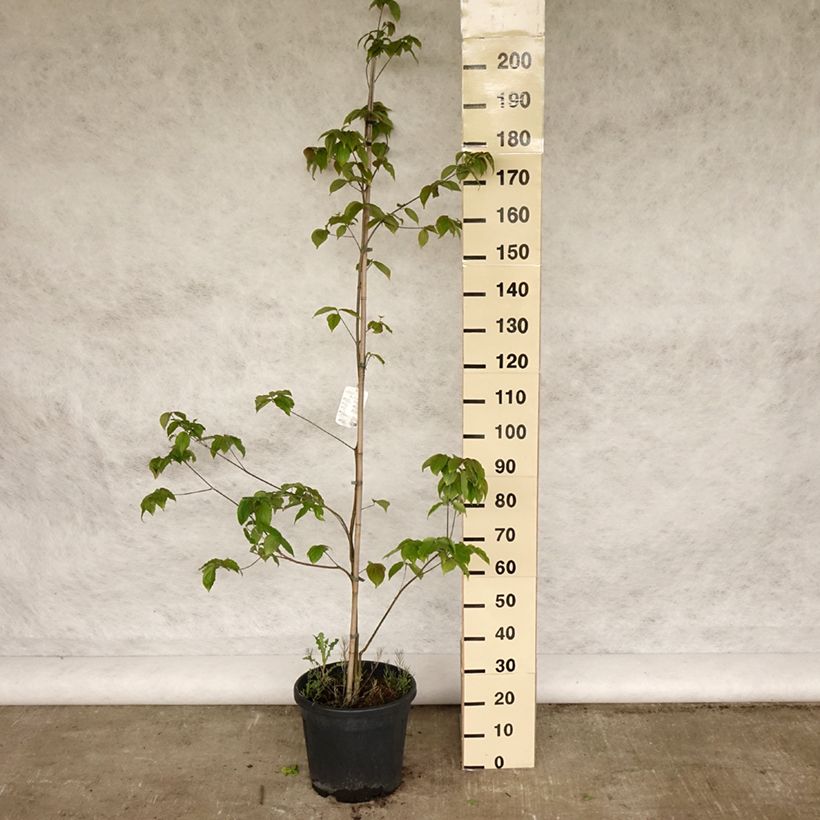 Esimerkki keväällä toimitetusta Liljakanukka Teutonia Pot de 12L/15L-taimesta