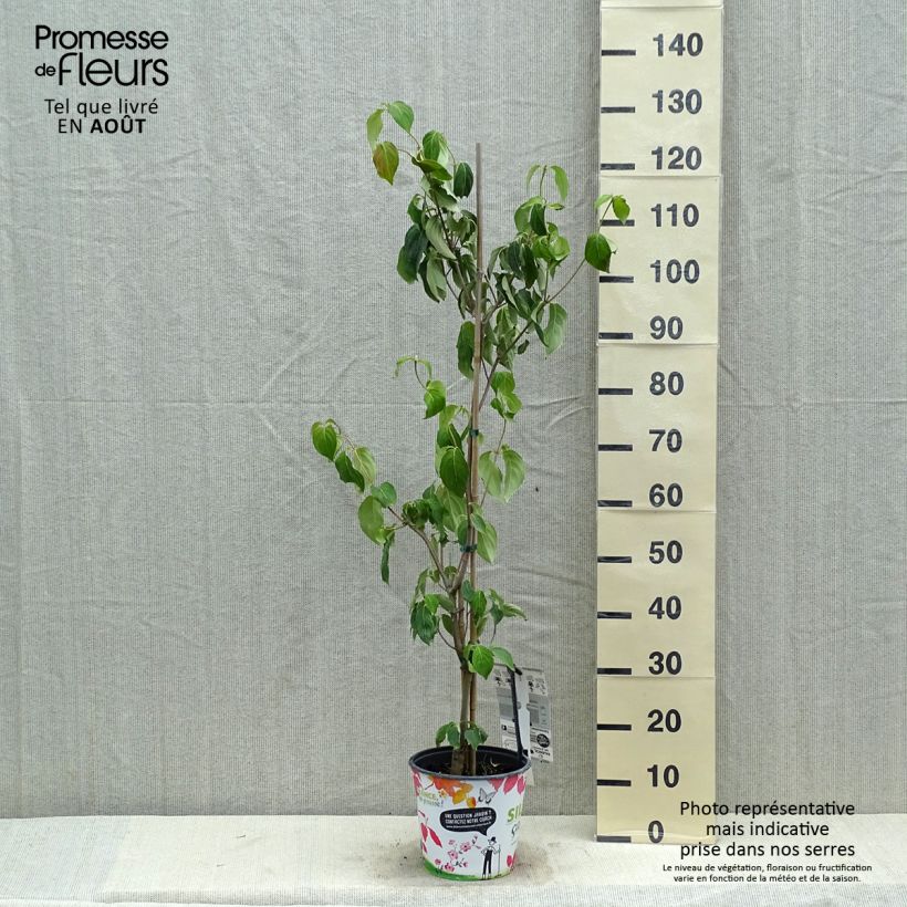 Esimerkki kesällä toimitetusta Kiinan liljakanukka Great Star Pot de 4L/5L-taimesta