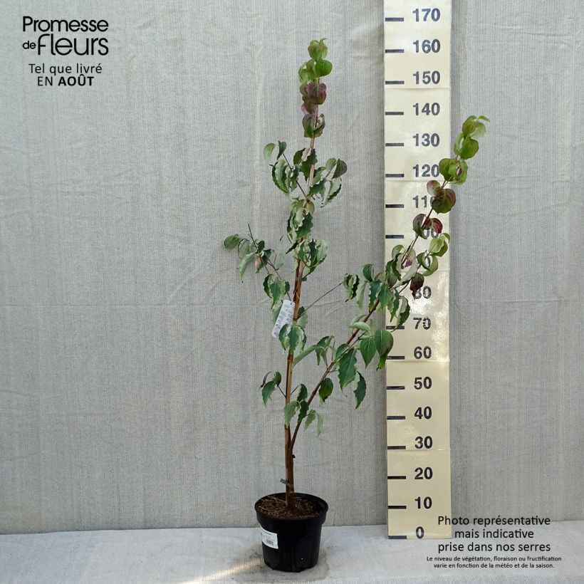 Esimerkki kesällä toimitetusta Liljakanukka Weisse Fontaine Pot de 3L/4L-taimesta