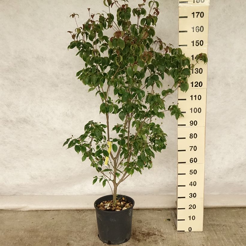 Esimerkki kesällä toimitetusta Liljakanukka Wieting's Select Pot de 18L/20L-taimesta
