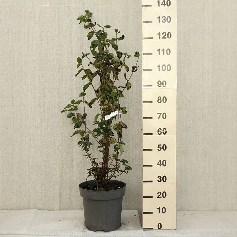Esimerkki syksyllä toimitetusta Punamarjakanukka - Cornus mas 12 litran/15 litran ruukku-taimesta