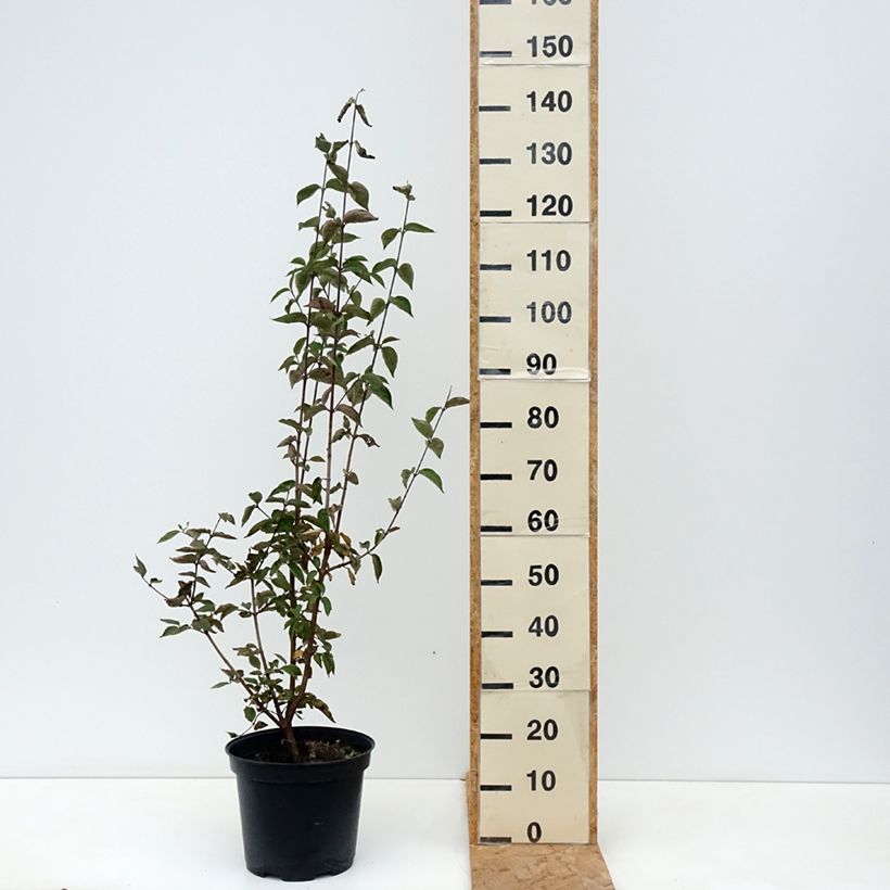 Esimerkki syksyllä toimitetusta Punamarjakanukka - Cornus mas 7,5 litran / 10 litran ruukku-taimesta