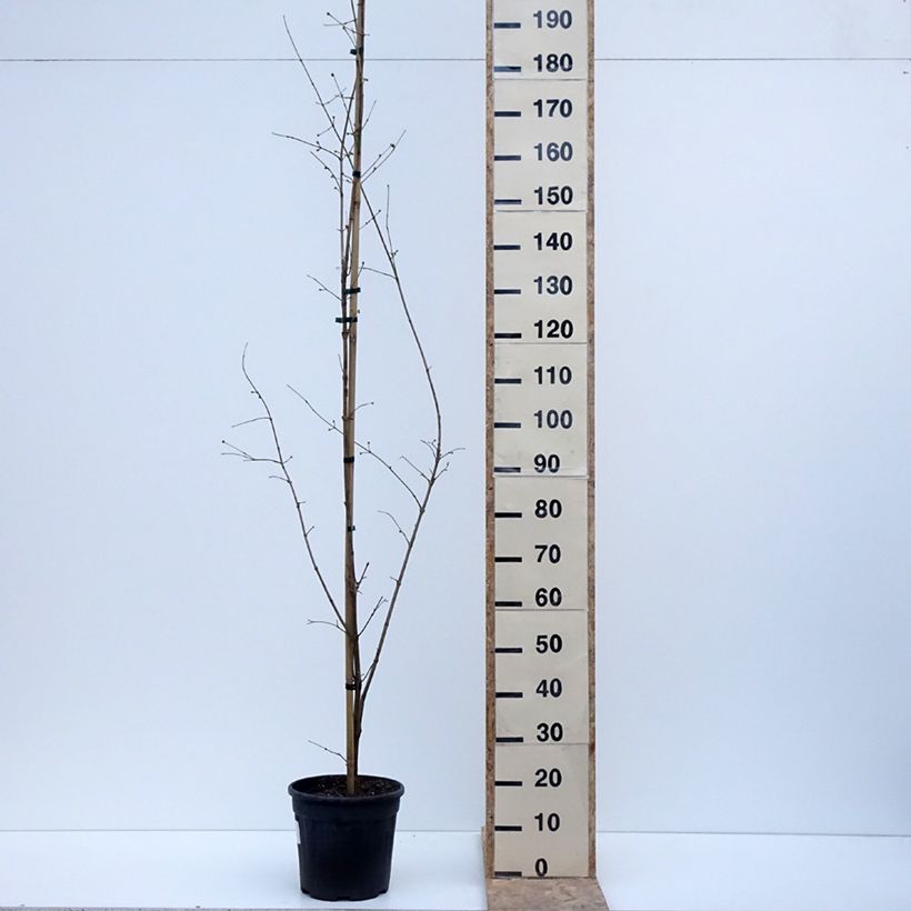 Esimerkki talvella toimitetusta Punamarjakanukka Florianka 7,5 litran / 10 litran ruukku-taimesta