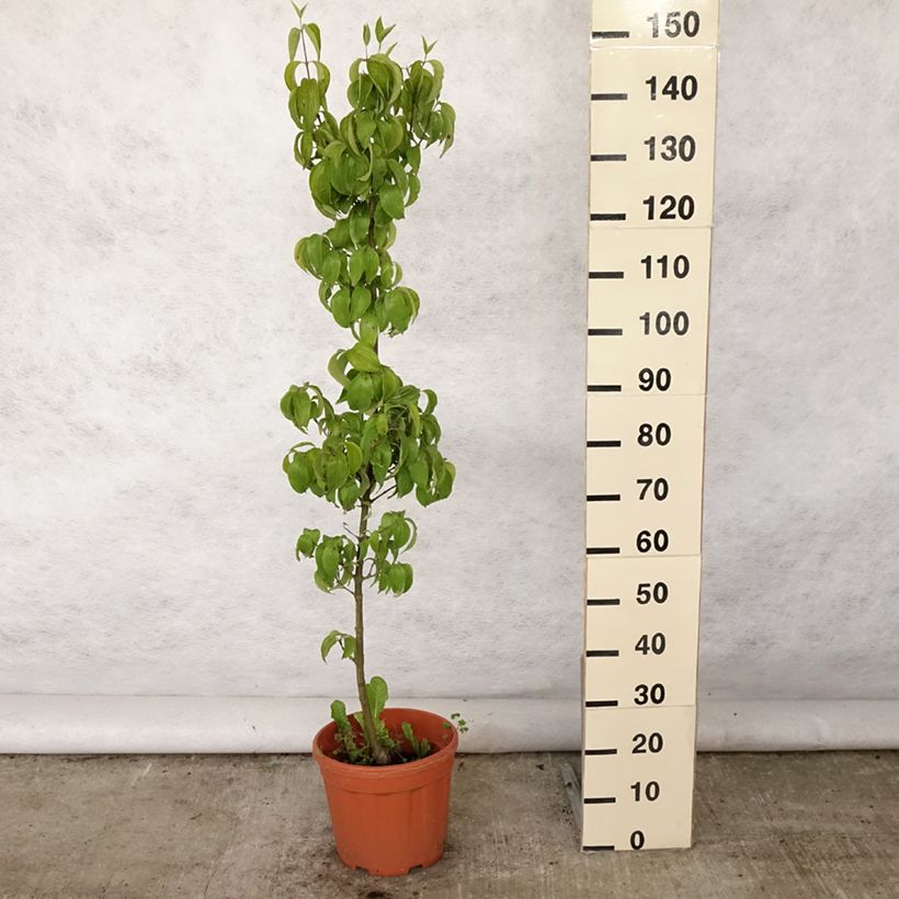 Esimerkki kesällä toimitetusta Punamarjakanukka Kasanlak Pot de 7,5L/10L-taimesta