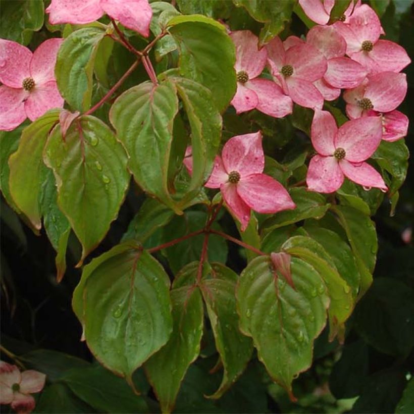 Liljakanukka Satomi (Lehvistö)