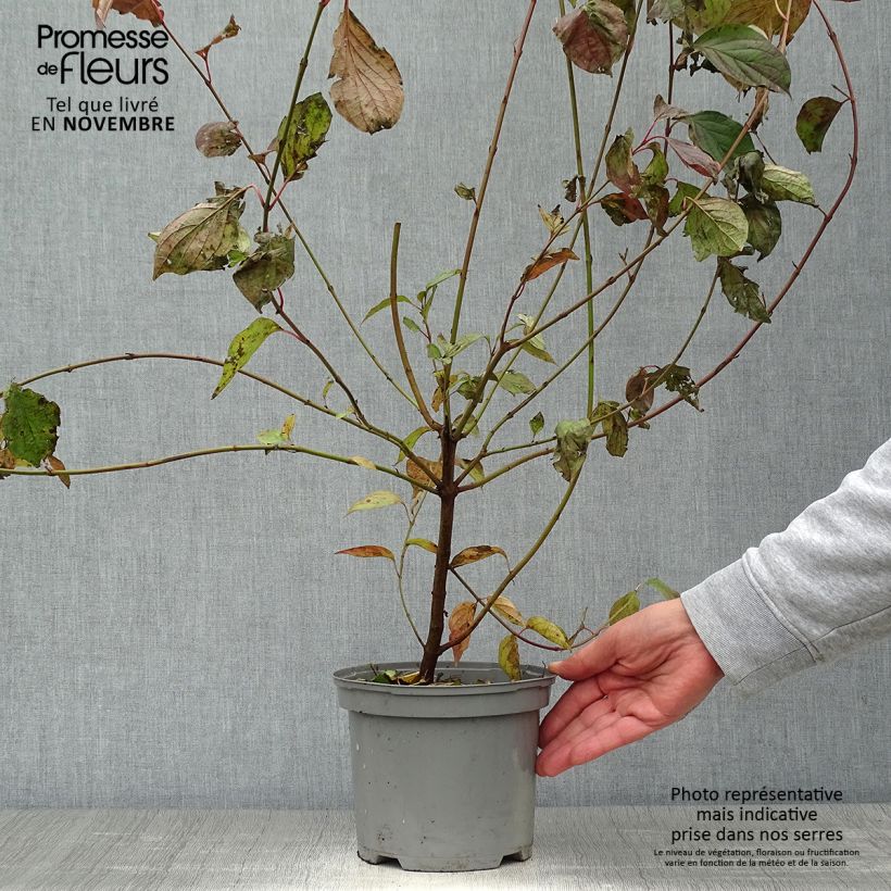 Esimerkki syksyllä toimitetusta Mustamarjakanukka - Cornus sanguinea 2 litran/3 litran ruukku-taimesta