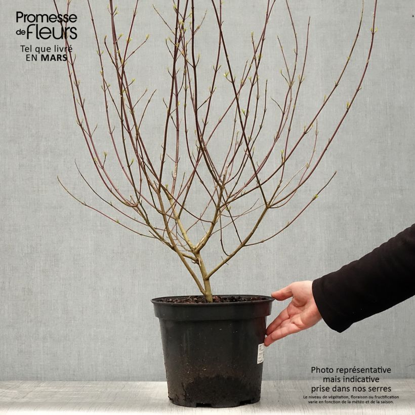 Esimerkki keväällä toimitetusta Mustamarjakanukka - Cornus sanguinea Ruukku 7,5L / 10L-taimesta