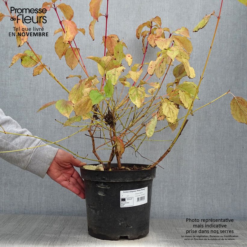 Esimerkki syksyllä toimitetusta Mustamarjakanukka Winter Beauty 7,5 litran / 10 litran ruukku-taimesta