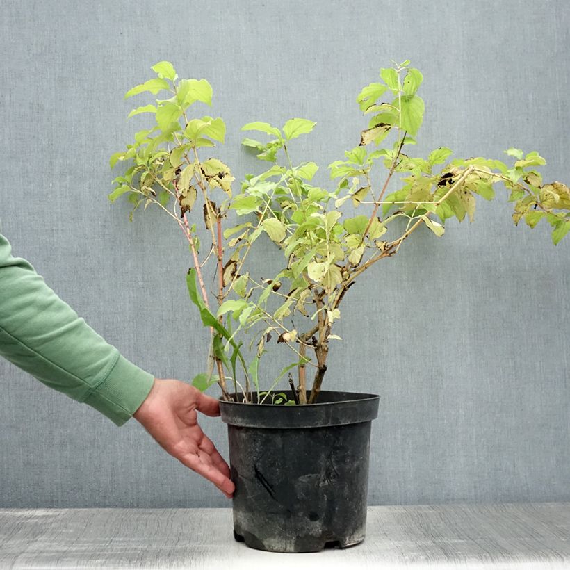 Esimerkki kesällä toimitetusta Mustamarjakanukka Winter Beauty Ruukku 7,5L / 10L-taimesta