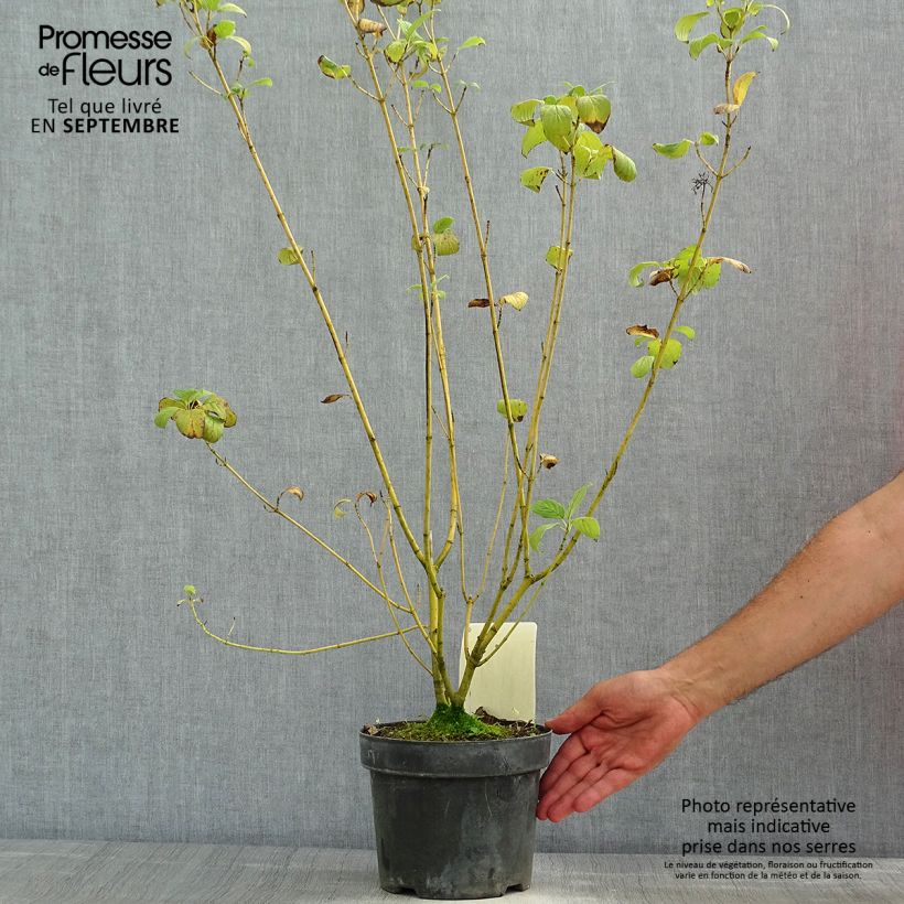 Esimerkki kesällä toimitetusta Lännenkanukka Budd's Yellow Pot de 3L/4L-taimesta