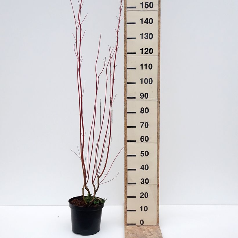 Esimerkki talvella toimitetusta Cornus sericea Cardinal - Cornouiller stolonifère Pot de 7,5L/10L-taimesta