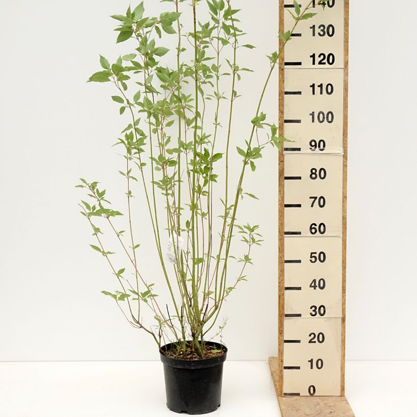 Esimerkki keväällä toimitetusta Lännenkanukka Cardinal Pot de 7,5L/10L-taimesta