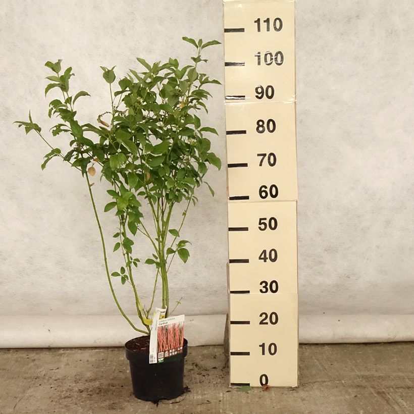 Esimerkki kesällä toimitetusta Lännenkanukka Cardinal Pot de 2L/3L-taimesta