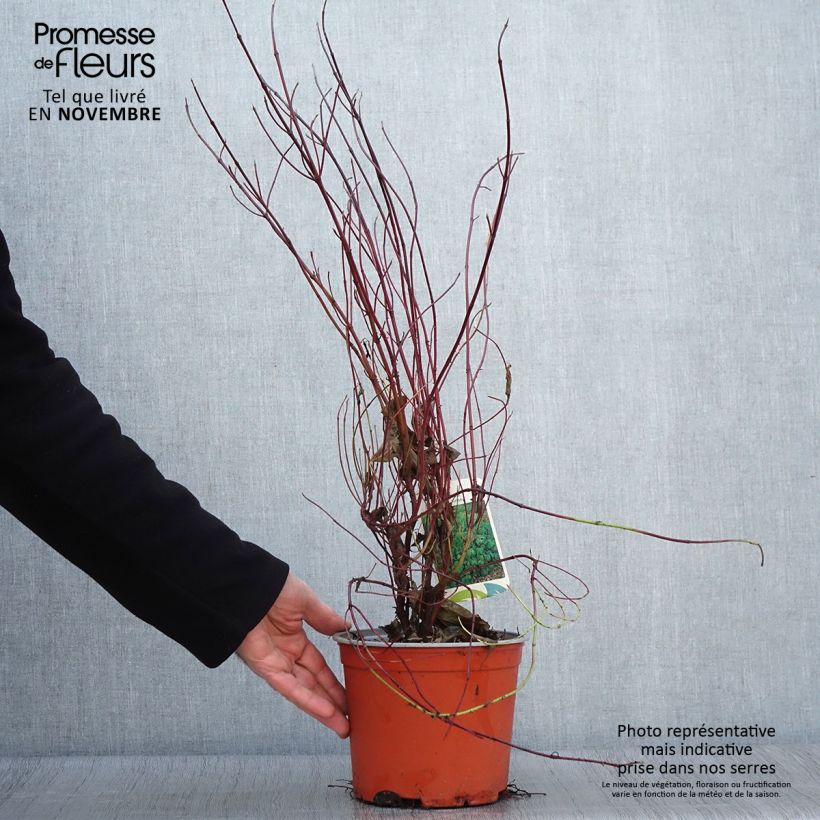 Esimerkki syksyllä toimitetusta Cornus sericea Kelseyi - Cornouiller stolonifère Pot de 3L/4L-taimesta