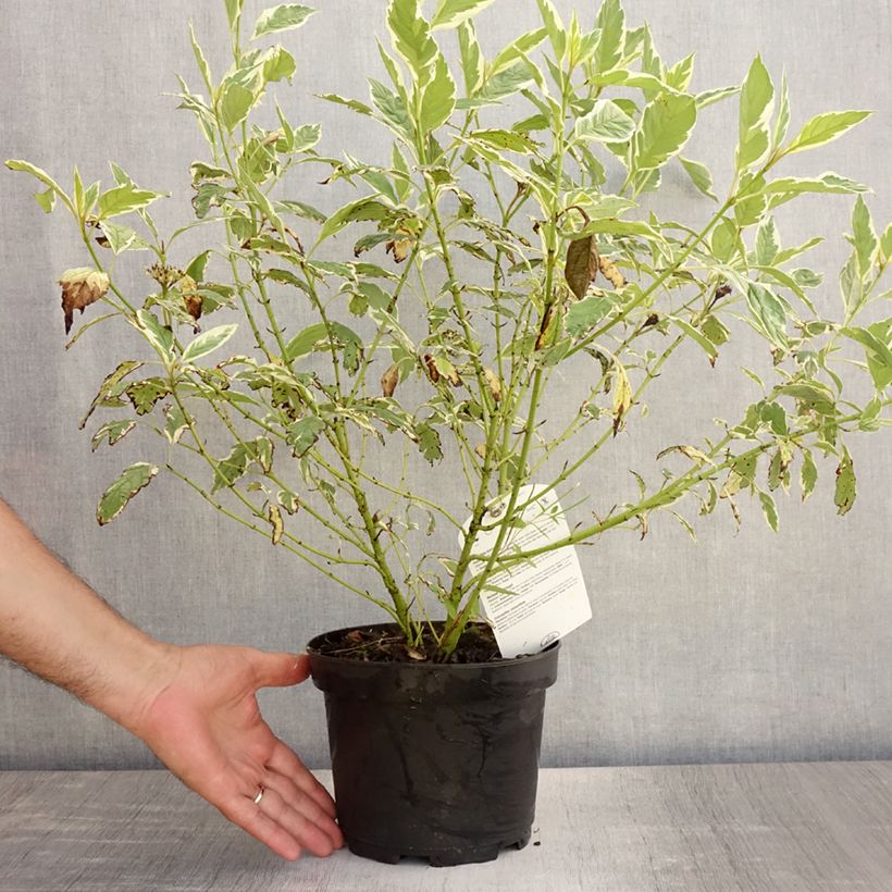 Esimerkki kesällä toimitetusta Lännenkanukka White Gold Pot de 3L/4L-taimesta