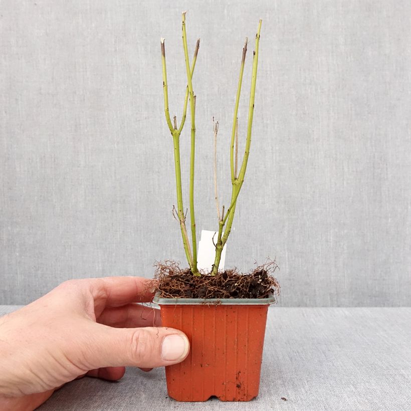 Esimerkki talvella toimitetusta Lännenkanukka Flaviramea 8/9 cm taimiruukku-taimesta