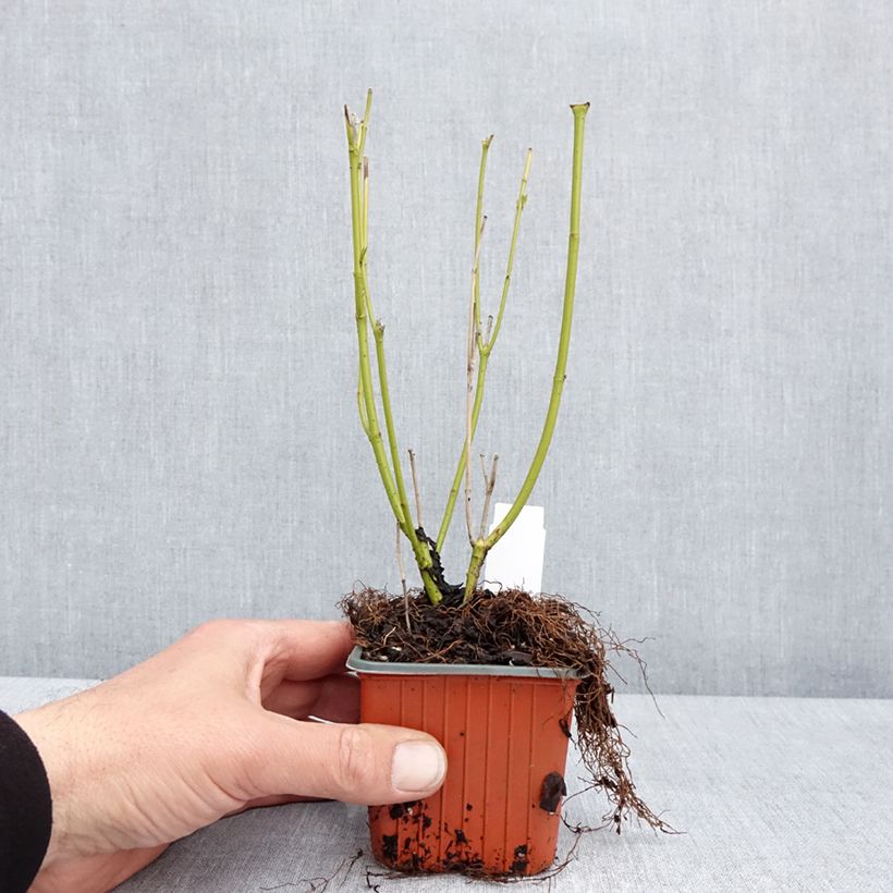 Esimerkki keväällä toimitetusta Lännenkanukka Flaviramea Taimiruukku 8/9 cm-taimesta
