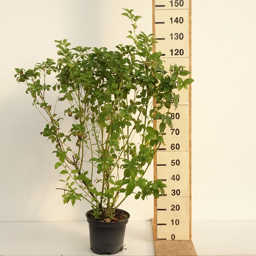 Esimerkki kesällä toimitetusta Lännenkanukka Flaviramea Ruukku 7,5L / 10L-taimesta