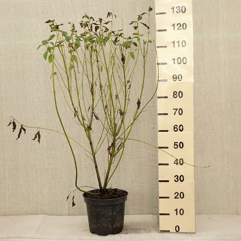Esimerkki syksyllä toimitetusta Lännenkanukka Flaviramea 7,5 litran / 10 litran ruukku-taimesta