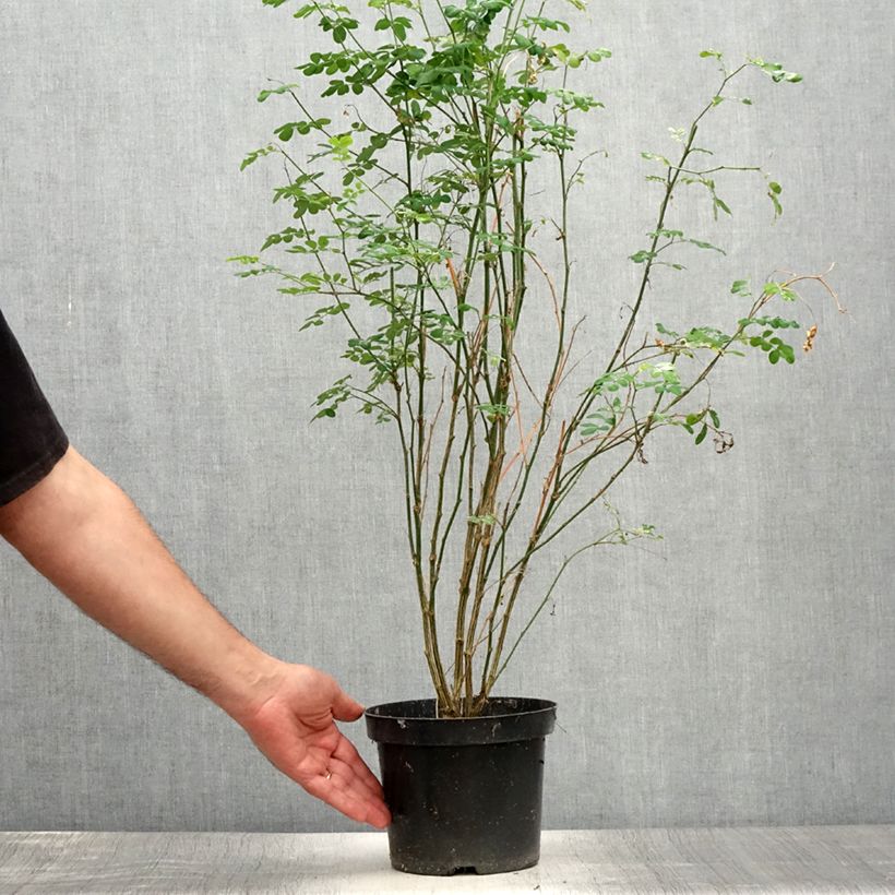Esimerkki kesällä toimitetusta Pensashevonpalko - Hippocrepis emerus Pot de 1L/1,5L-taimesta