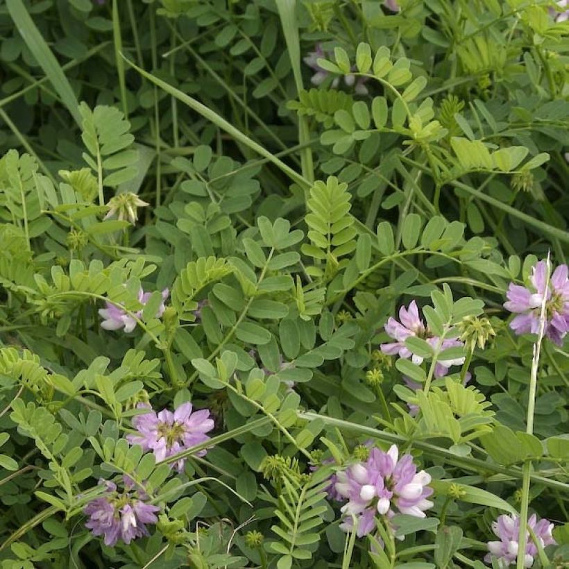 Nivelvirna - Coronilla varia (Lehvistö)