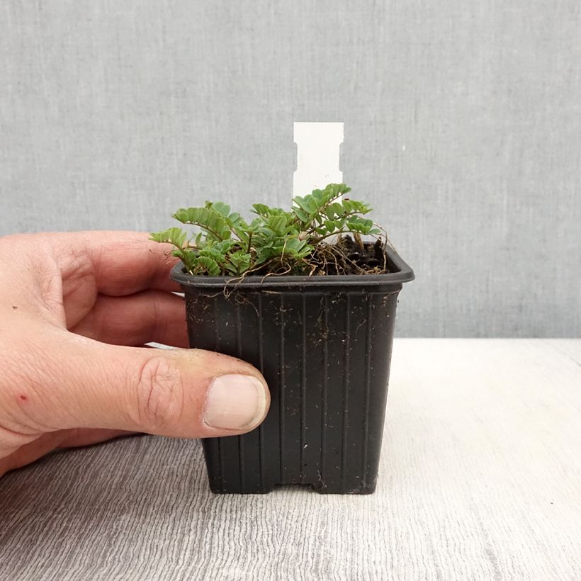 Esimerkki keväällä toimitetusta Nivelvirna - Coronilla varia Taimiruukku 8/9 cm-taimesta