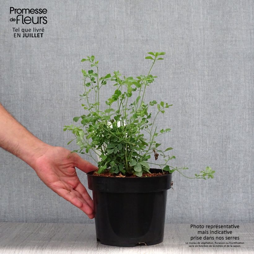 Esimerkki kesällä toimitetusta Nivelvirna Citrina Pot de 3L/4L-taimesta