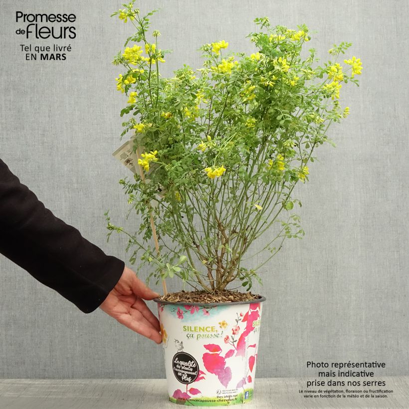 Esimerkki keväällä toimitetusta Nivelvirna Sélection Pot de 4L/5L-taimesta