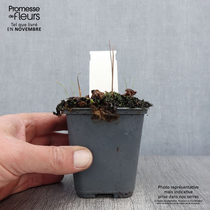 Esimerkki syksyllä toimitetusta Cortusa matthioli subsp. pekinensis 8/9 cm taimiruukku-taimesta