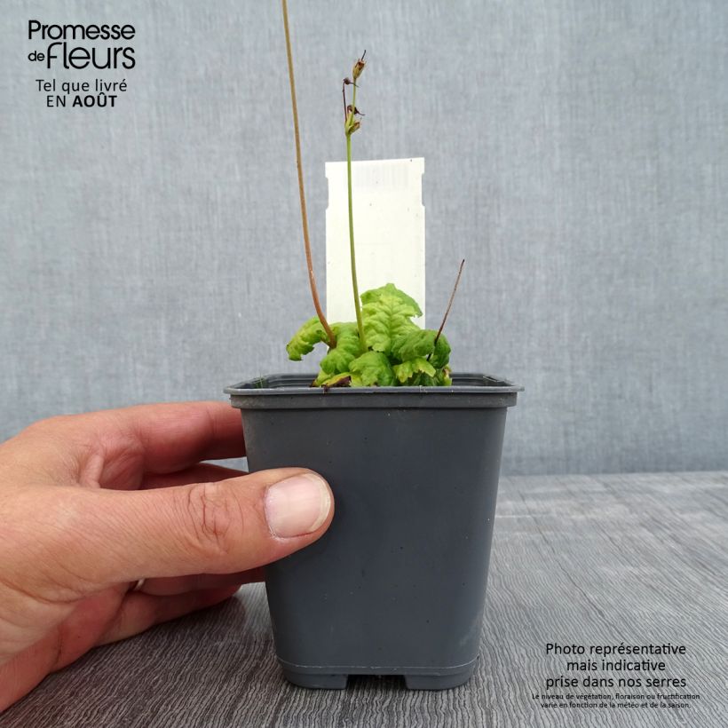 Esimerkki kesällä toimitetusta Cortusa matthioli subsp. pekinensis Godet de 8/9 cm-taimesta