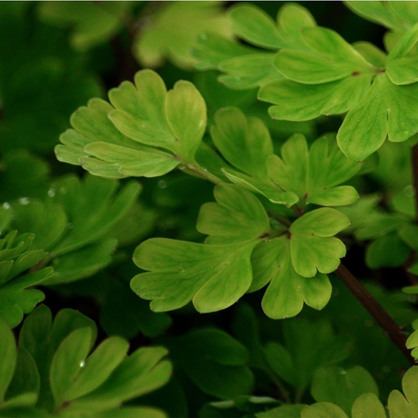 Safiirikiurunkannus - Corydalis flexuosa (Lehvistö)