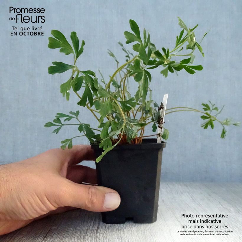 Esimerkki syksyllä toimitetusta Safiirikiurunkannus Porcelain Blue 8/9 cm taimiruukku-taimesta