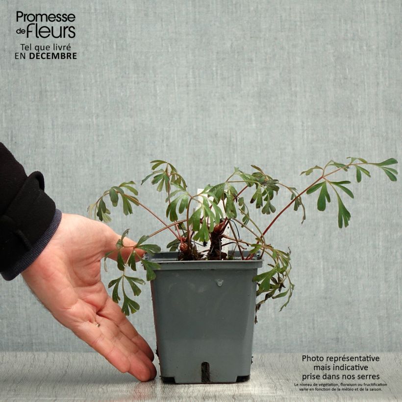 Esimerkki talvella toimitetusta Safiirikiurunkannus Porcelain Blue 1 litran / 1,5 litran ruukku-taimesta
