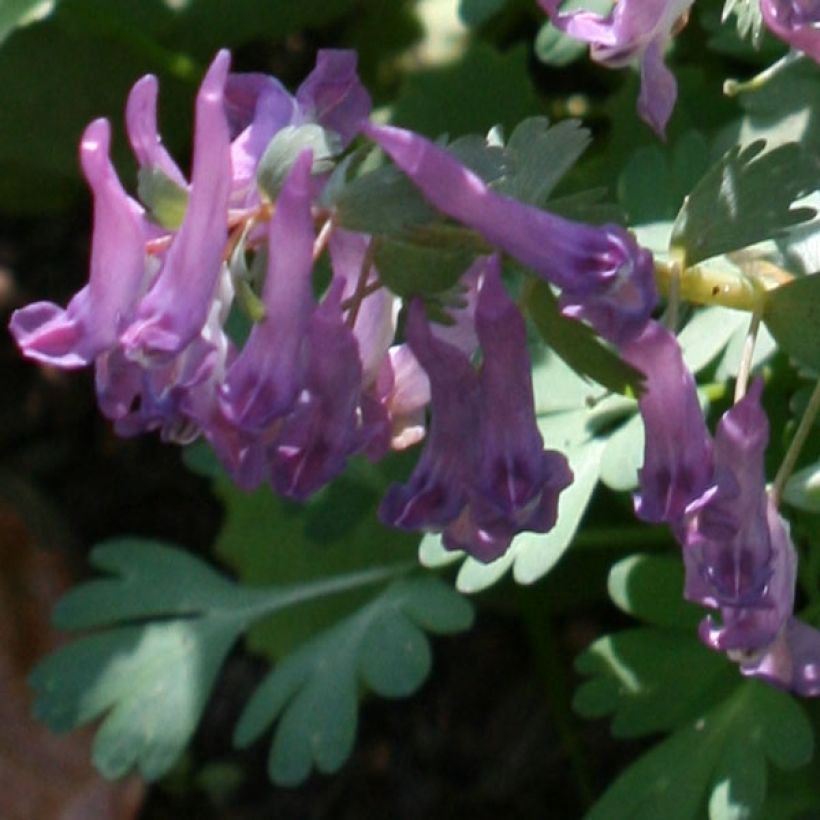 Pystykiurunkannus - Corydalis solida (Kukinta)