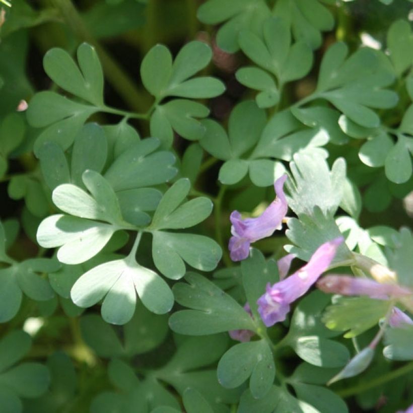 Pystykiurunkannus - Corydalis solida (Lehvistö)